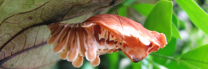Pupae